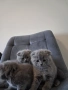 Шотландски клепоухи котета, снимка 8