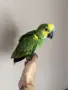 Ръчно хранена Синьочела Амазона, снимка 3