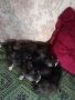 Продавам котенца полуперсийчета Варна , снимка 3