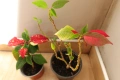 Коледна звезда, Euphorbia pulcherrima, 2 бр. растения за 1 евро !, снимка 3