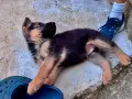 Немски Овчарки, Немска Овчарка. , снимка 11