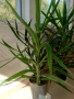 Палма Юка стайна - 150см.- 25 €., снимка 2
