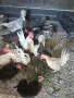 джинки, мътачки женски , снимка 1