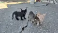 Подарявам котенца, снимка 7