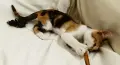 Подарявам малко котенце/ Kleine Katze zu verschenken, снимка 4