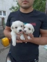 Малтийска болонка , снимка 2