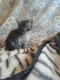 Ангорски котки, снимка 13
