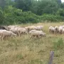 продават се 60 броя овце, снимка 3