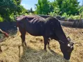 Продавам крави, юници и телета, снимка 9