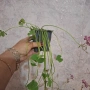 Комплект Цветя Детелини, снимка 5