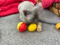 Британски късокосмести котенца, снимка 7