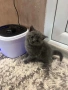 Британско коте, снимка 6
