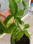 Acalypha wilkesiana с шарени листа, снимка 2