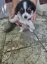 Подарявам малки кученца, снимка 3