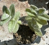 Сукулент Tradescantia sillamontana растение , снимка 3