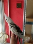продавам папагали Корела , снимка 2