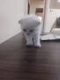 продавам шотландски клепоухи котета мъжки, снимка 2