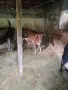 Продавам 3 телета, снимка 4