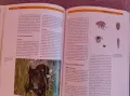 Френски булдог-книга ръководство за породата, снимка 12
