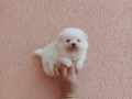 Бели Померани. Реални снимки !!! , снимка 8