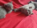 Британски сини късокосмести котенца търсят своите нови домове, снимка 9