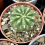 Кактус  Matucana Polzii, снимка 3