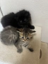 Британчета, снимка 3