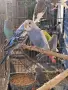 продавам млади вълнисти папапагали, снимка 1