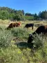 Продавам крави и юници, снимка 3