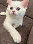 Британски късокосмести котенца, снимка 3