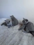 Чистокръвни британски котенца , снимка 4