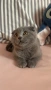 Шотландско коте (Scottish Fold), снимка 2