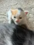 Домашно Ангорско Котенце + Доставка 50 евро, снимка 7