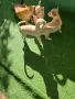 Чихуахуа кученца, снимка 8