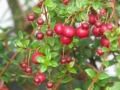 Чилийска гуава (Ugni molinae), снимка 2