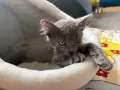 Коте - 2 месеца, снимка 1