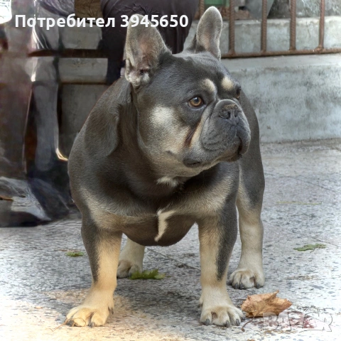 Френски булдог (разплод) , снимка 2 - Френски булдог - 55042966