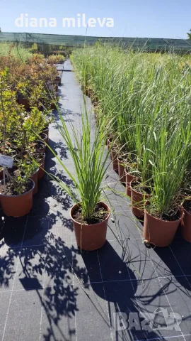 Пампаска трева розова, Cortaderia Sellona Roseа, снимка 7 - Градински цветя и растения - 55337096