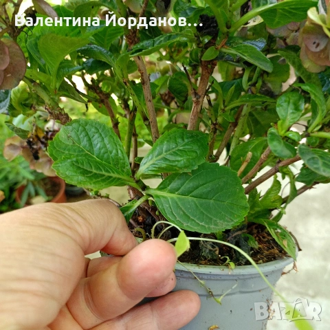 хортензия за сянка , снимка 2 - Градински цветя и растения - 55239072