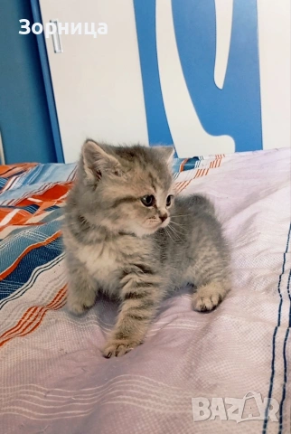 Британско коте, снимка 5 - Британска късокосместа - 54330863