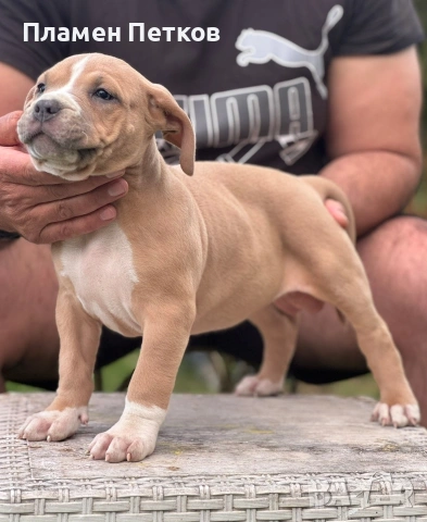 Американско були , снимка 2 - Питбул - 54315310