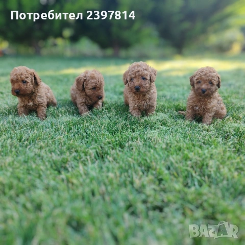 Пудел  Той/Мини, снимка 5 - Пудели - 55138246