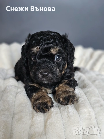 Ексклузивни Малтипу F1b бебета (Maltipoo) + Пълен Премиум Стартов Пакет (Подарък над 300€), снимка 3 - Други - 54980547