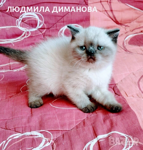 Шотландско мъжко Скоттиш Страйт , снимка 3 - Британска късокосместа - 54371287
