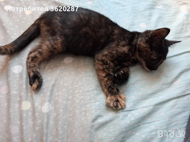 Бездомно женско коте, снимка 4 - Други - 55446529