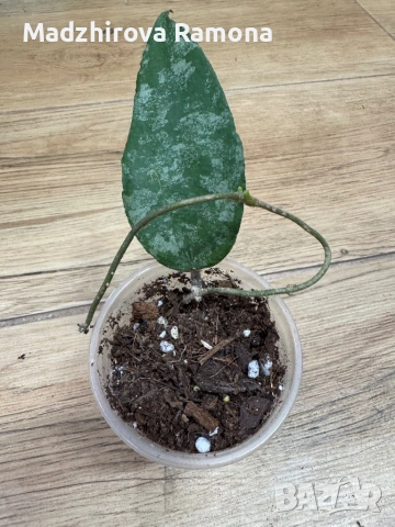 Hoya Хоя Caudata Green Borneo , снимка 6 - Стайни растения - 54920309
