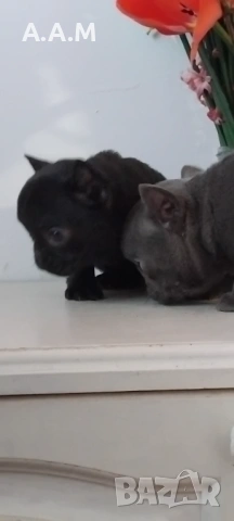 Черна  френска принцеса, снимка 4 - Френски булдог - 54112649