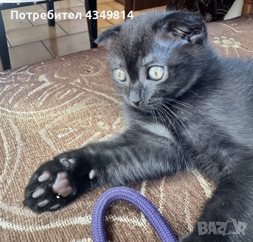 Шотландски клепоухи и шотландски правоухи
