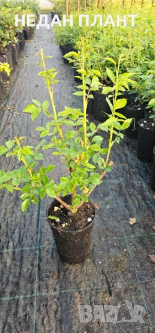 Рози - Храстовидни и Влачещи , снимка 3 - Градински цветя и растения - 54073945