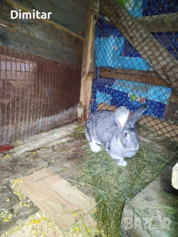 Продавам зайци. , снимка 2 - Други - 54025559